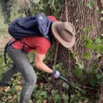Tearing Down Ivy off of Native Oaks || Photo Credit: @harmke_traveler
