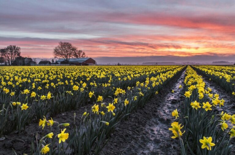 Location:
Skagit Valley, Salish Sea  Credit:
Andy Porter via Washington Tourism Alliance