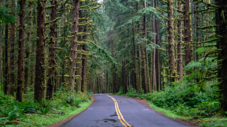 Hoh Rainforest | Copyright via CanvaPro