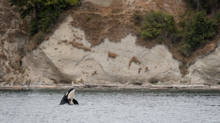 Orca from Whale Watching Tour in WA | Copyright via CanvaPro image by DFeinman from Getty Images Signature