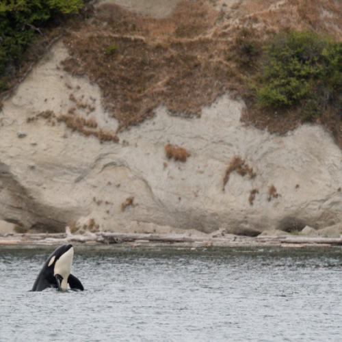 Orca from Whale Watching Tour in WA | Copyright via CanvaPro image by DFeinman from Getty Images Signature